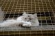 Linarem SiatkiSieci ZESTAW PREMIUM NA BALKON Z SIATKĄ WZMOCNIONĄ DRUCIKIEM WYMIAR 8m x 2m 3