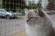 Linarem SiatkiSieci ZESTAW PREMIUM NA BALKON Z SIATKĄ WZMOCNIONĄ DRUCIKIEM WYMIAR 5m x 2m 4