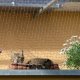 Heckermann Zestaw Siatka na balkon dla kotów Heckermann 2x3m + Klej do siatki na balkon dla kotów 7