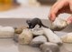 Figurka Schleich Wild Life Wydra 1