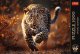 Trefl Puzzle 1000 elementów Premium Dziki Leopard 2