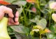 NO PEST Koncentrat Wyciągu z Pokrzywy 30ml Naturalny Środek Płyn Preparat na Mszyce Ćmę Bukszpanową Środek do Poprawy Zdrowia i Rozwoju Roślin Urtica Shield 4