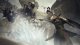 Gra wideo na PlayStation 5 Capcom Dragons Dogma 2 Standard Edition 62