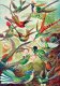Good Loot Good Loot Puzzle: Ernst Haeckel - Hummingbirds (1000 elementów) 3