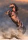 Clementoni Clementoni Puzzle 500el Dziki czerwony ogier. Wild Red Stallion 35521 2