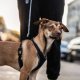 Dingo Dingo Szelki bezuciskowe z dwupaskową regulacją S czerwone 1