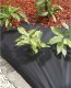 Nature Agrowłóknina przeciw chwastom, 120 g/m², 1x10 m, czarna 1
