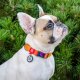 Collar WAU DOG OBROŻA RECYCLED GRADIENT S        1,5/25-35cm NYLON POMARAŃCZOWY 3