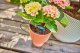 Gardena Gardena 13305-20, Drip irrigation system, Plastic, Black, Green, 1 pc(s) 2