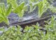 Gardena Gardena 13321-20, Spray nozzle, Drip irrigation system, Plastic, Black, Green, 2.75 m, Germany 5
