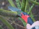 SILKY Silky Pruning Saw F180 180-7,5 rough (143-18) 2