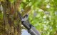 Sekator Gardena GARDENA Cordless Pruning Shears EasyCut 110/18V P4A solo, 18V (dark grey/turquoise, without battery and charger, POWER FOR ALL ALLIANCE) 2