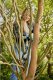 Sekator Gardena GARDENA Cordless Pruning Shears EasyCut 110/18V P4A solo, 18V (dark grey/turquoise, without battery and charger, POWER FOR ALL ALLIANCE) 4