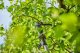 Sekator Gardena GARDENA Cordless Telescopic Pruning Shears HighCut 250/18V P4A solo, 18V (dark grey/turquoise, without battery and charger, POWER FOR ALL ALLIANCE) 1