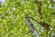 Sekator Gardena GARDENA Cordless Telescopic Pruning Shears HighCut 250/18V P4A solo, 18V (dark grey/turquoise, without battery and charger, POWER FOR ALL ALLIANCE) 6