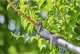 Sekator Gardena GARDENA Cordless Telescopic Pruning Shears HighCut 250/18V P4A Ready-To-Use Set, 18V (dark grey/turquoise, Li-Ion battery 2.0Ah, POWER FOR ALL ALLIANCE) 10