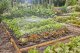 Gardena GARDENA Micro-Drip-System drip irrigation set vegetable/flower bed 60m2, dripper (black/grey, model 2023) 1