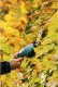 Gardena GARDENA Cordless Grass Shears ClassicCut Li, 3.6 volts, set with shrub blade (turquoise/black, Li-ion battery 2.5 Ah) 6