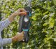 Gardena Nożyce akumulatorowe EasyCut 40/18V P4A 40 cm 5