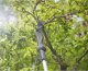 Sekator Gardena GARDENA Cordless Telescopic Pruning Shears HighCut 360/18V P4A solo, 18V (dark grey/turquoise, without battery and charger, POWER FOR ALL ALLIANCE) 13