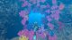 Nintendo Endless Ocean Luminous, Nintendo Switch game 4