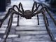 Verk Pająk halloween gigant olbrzym tarantula dekoracja Pająk halloween gigant olbrzym tarantula dekoracja 4