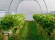 kontrast Tunel ogrodowy foliowy szklarnia warzywniak 400X200X200 cm 19 mm zielony 4