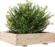 vidaXL Donica ogrodowa, 100x100x26,5 cm, lite drewno sosnowe 4