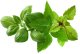 Click And Grow Click And Grow Click & Grow Plant Pod Basil Variety Mix 9 vnt 1
