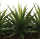Atmosphera Sztuczna roślina, 3 x aloes w białej donicy, 31 cm 4