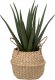 Atmosphera Sztuczna roślina ALOES w koszyku, 37 cm 1