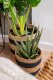 Atmosphera Sztuczna roślina ALOES w koszyku, 37 cm 3