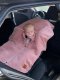 FiGa Ponczo samochodowe FiGa MERINO Wełna Brudny Róż ROYAL M (Wiek 2,5-8 lat) 2