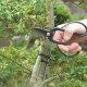 Esschert Design Nożyce do drzewka Bonsai Nożyczki do przycinania 2