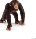Figurka Schleich Schleich 17058 Szympans samiec 1