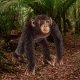 Figurka Schleich Schleich 17058 Szympans samiec 1