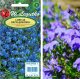 Legutko Zestaw nasion Groszek pachnący Gipsówka Lobelia 5
