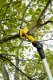 Sekator Karcher Šakų genėtuvas Karcher TLO 2-18; 18 V (be akumuliatoriaus ir pakrovėjo) 1