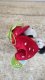 NICI NICI 49434 Maskotka mrówka Enzi 13cm z pętelką w truskawce GREEN 2