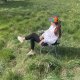 Trizand KRZESŁO WĘDKARSKIE CZARNO-SZARE 23674 2