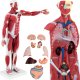 Physa Model anatomiczny 3D ciała człowieka 27 elementów 76 cm Model anatomiczny 3D ciała człowieka 27 elementów 76 cm 1