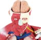Physa Model anatomiczny 3D ciała człowieka 27 elementów 76 cm Model anatomiczny 3D ciała człowieka 27 elementów 76 cm 3