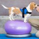 FitPAWS FitPAWS Uchwyt stabilizujący, 63 cm, szary 3