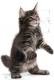 Royal Canin Kitten Food Maine Coon 36 Dry Mix 10kg 1