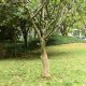 vidaXL Tkanina jutowa w rolce, 0,5x5 m, 100% juta, 200 g/m² 1