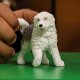 Figurka Schleich SLH owczarek staroangielski 13968 89293 2