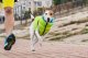 DOGGY XS KURTKA DLA PSA DWUSTRONNA ŻÓŁTA + NIEBIESKA 2