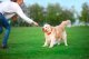 DOGGY LIKER CORD 9 5