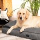 DOGGY XXL DOGGY CHAMPION EKOLEN GRAFITOWY 5