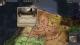 Crusader Kings II: The Reaper's Due Collection PC, wersja cyfrowa 1